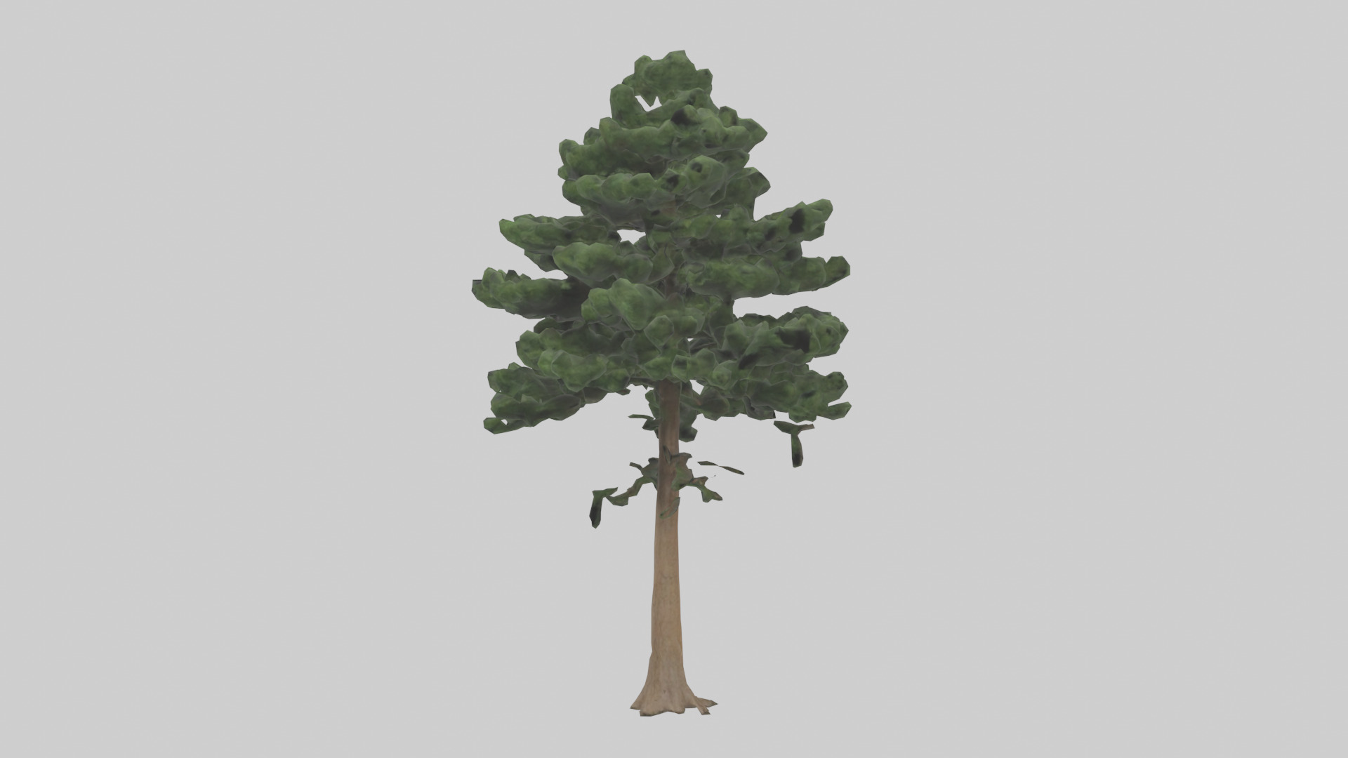 Eastern Hemlock tree model 3D model_8