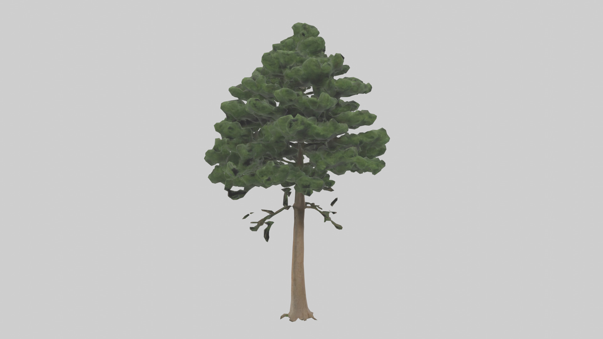 Eastern Hemlock tree model 3D model_11