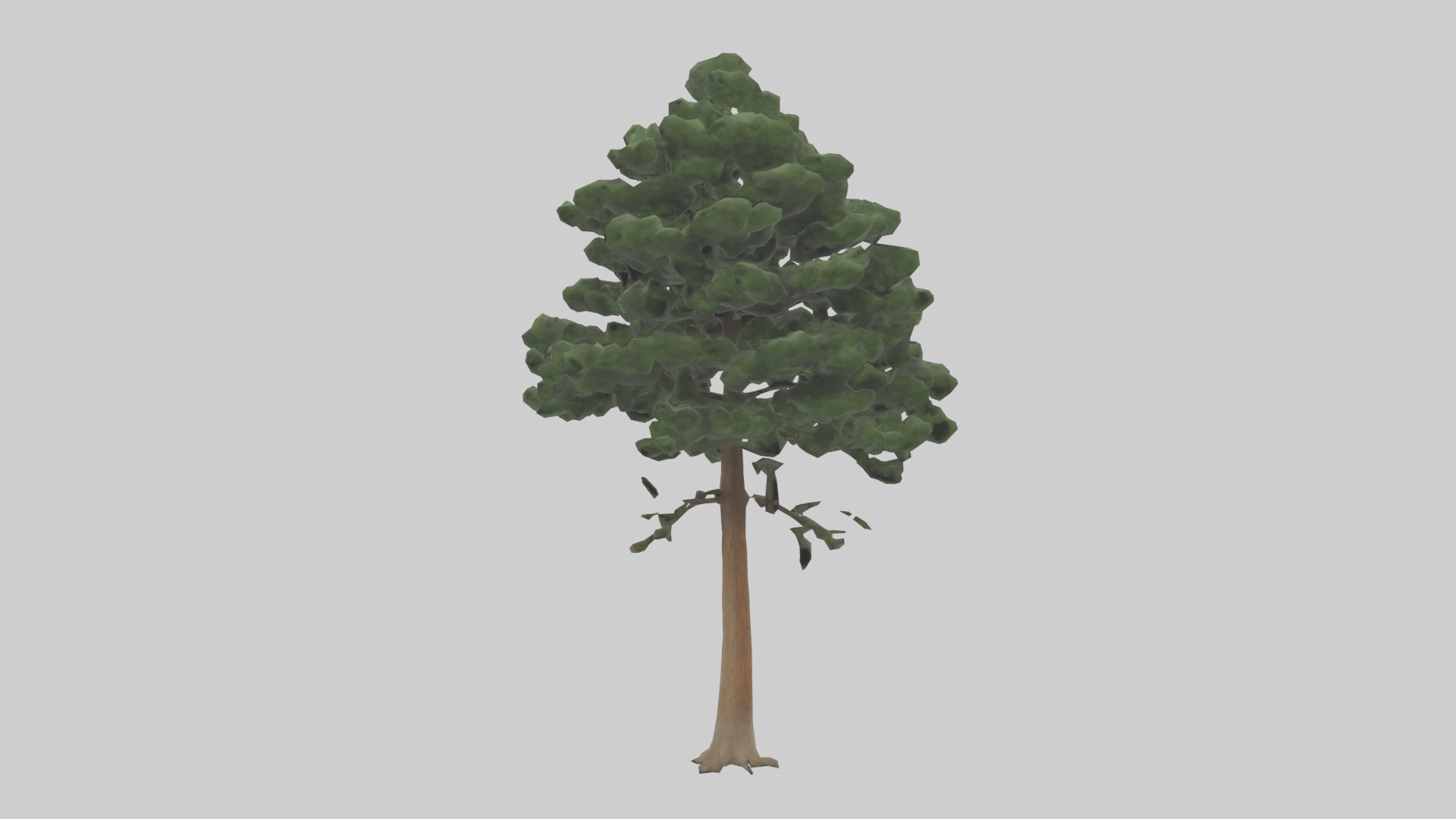 Eastern Hemlock tree model 3D model_1