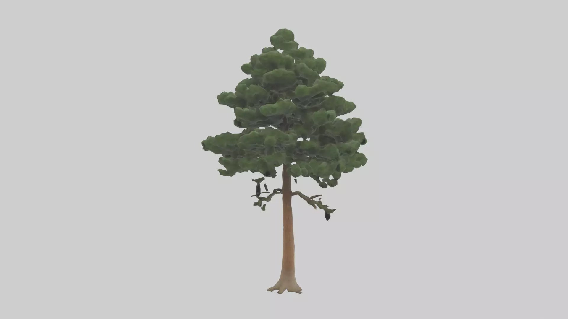Eastern Hemlock tree model 3D model_0