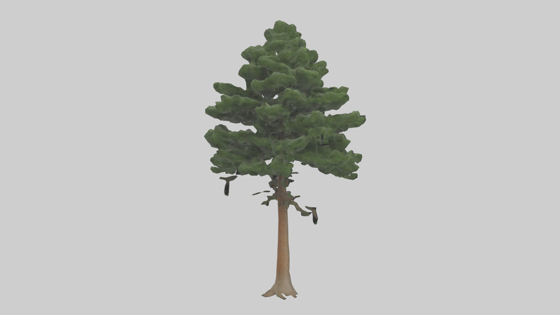 Eastern Hemlock tree model 3D model_2