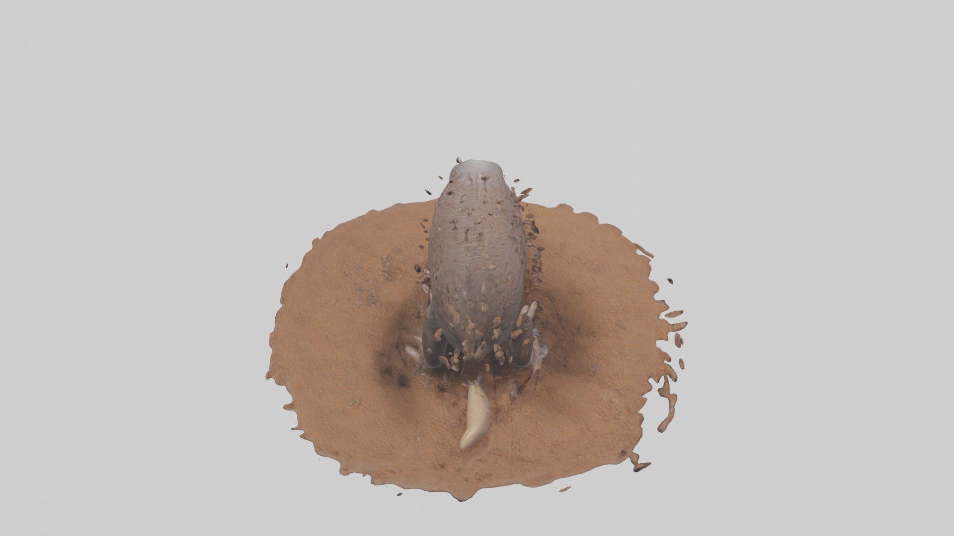 Echidna digging for ants model 3D model_15