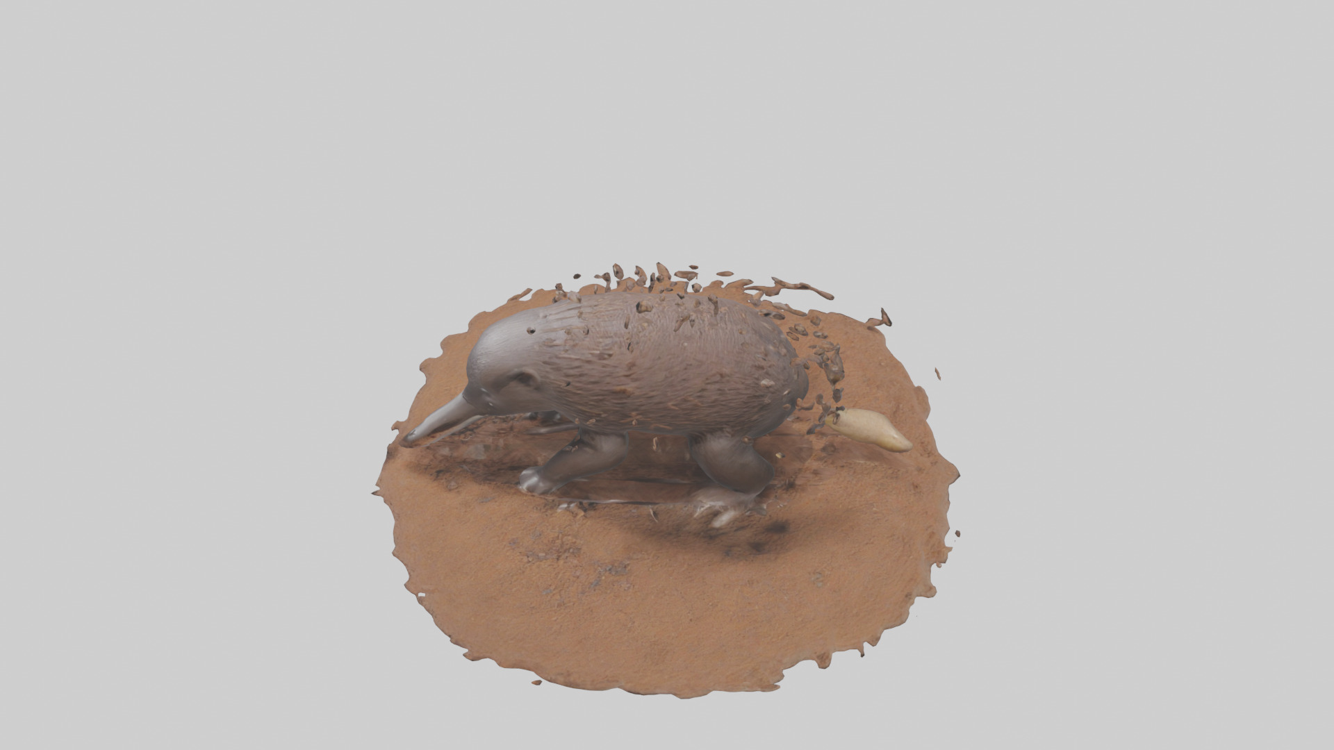 Echidna digging for ants model 3D model_17