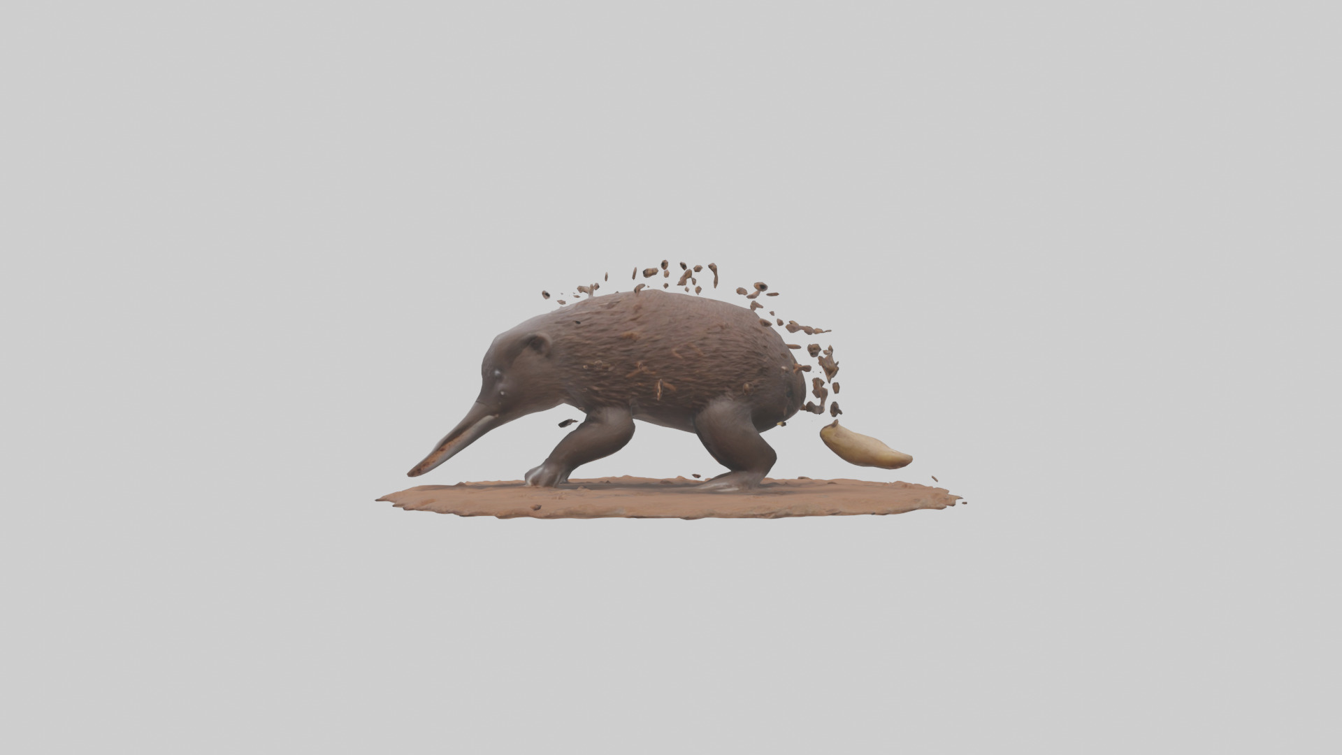 Echidna digging for ants model 3D model_12