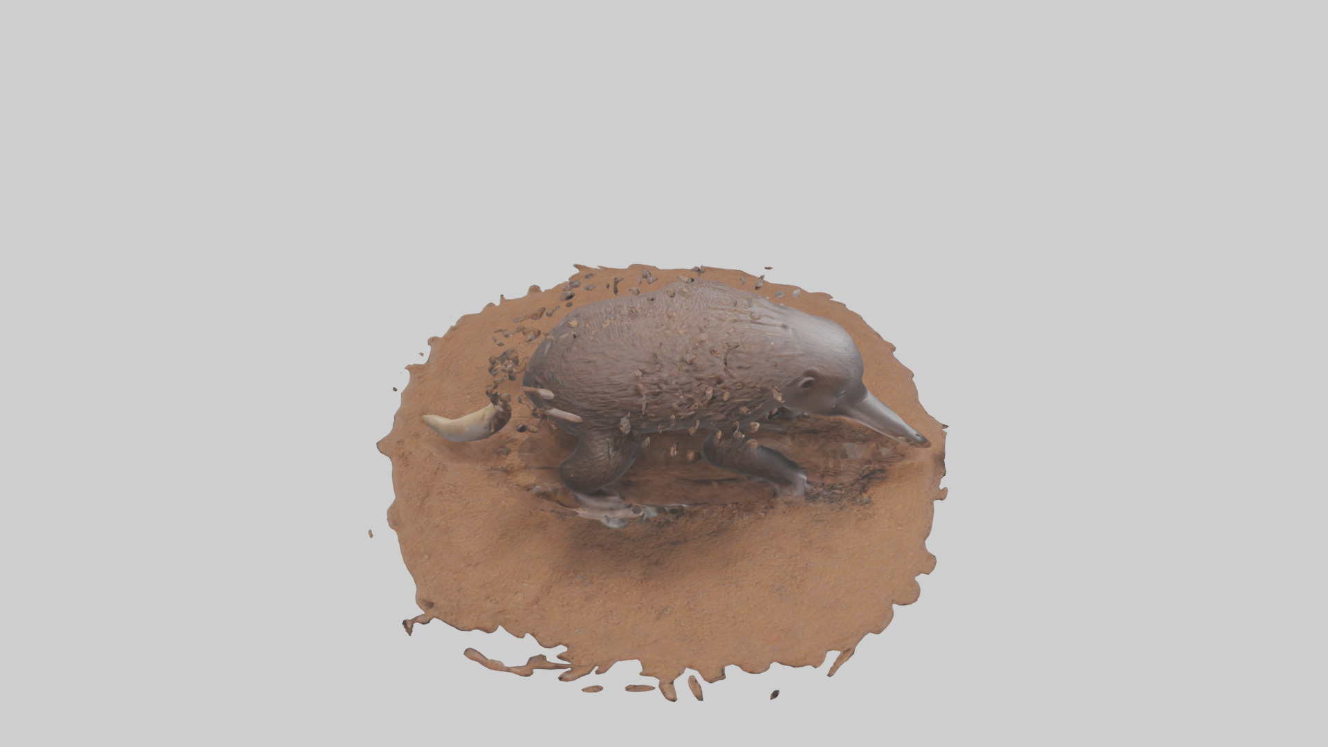 Echidna digging for ants model 3D model_18