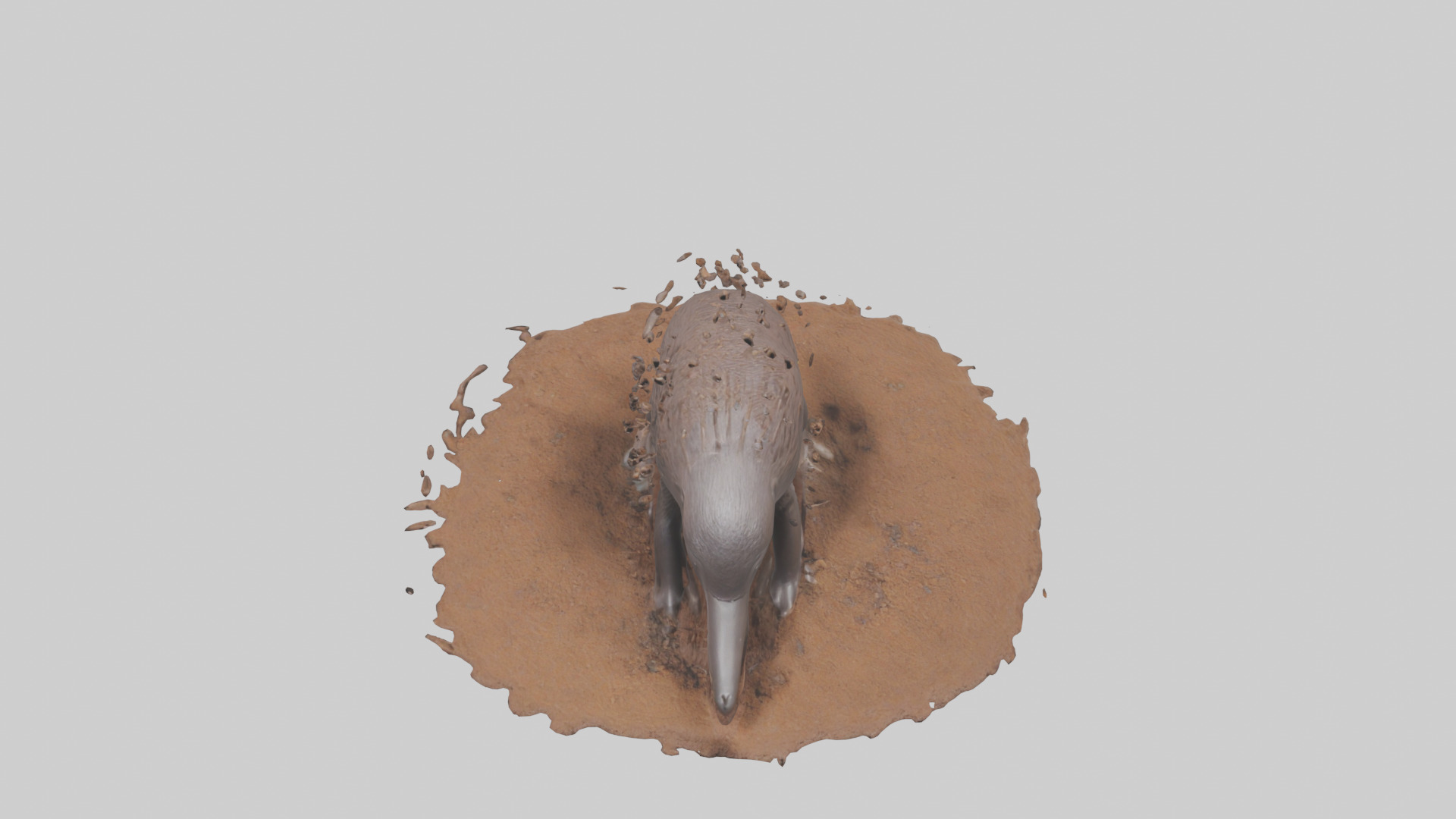 Echidna digging for ants model 3D model_16
