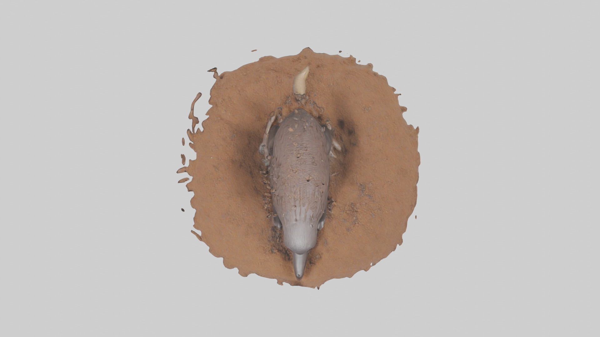 Echidna digging for ants model 3D model_14