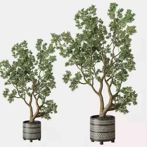 Potting Green Plant Modern