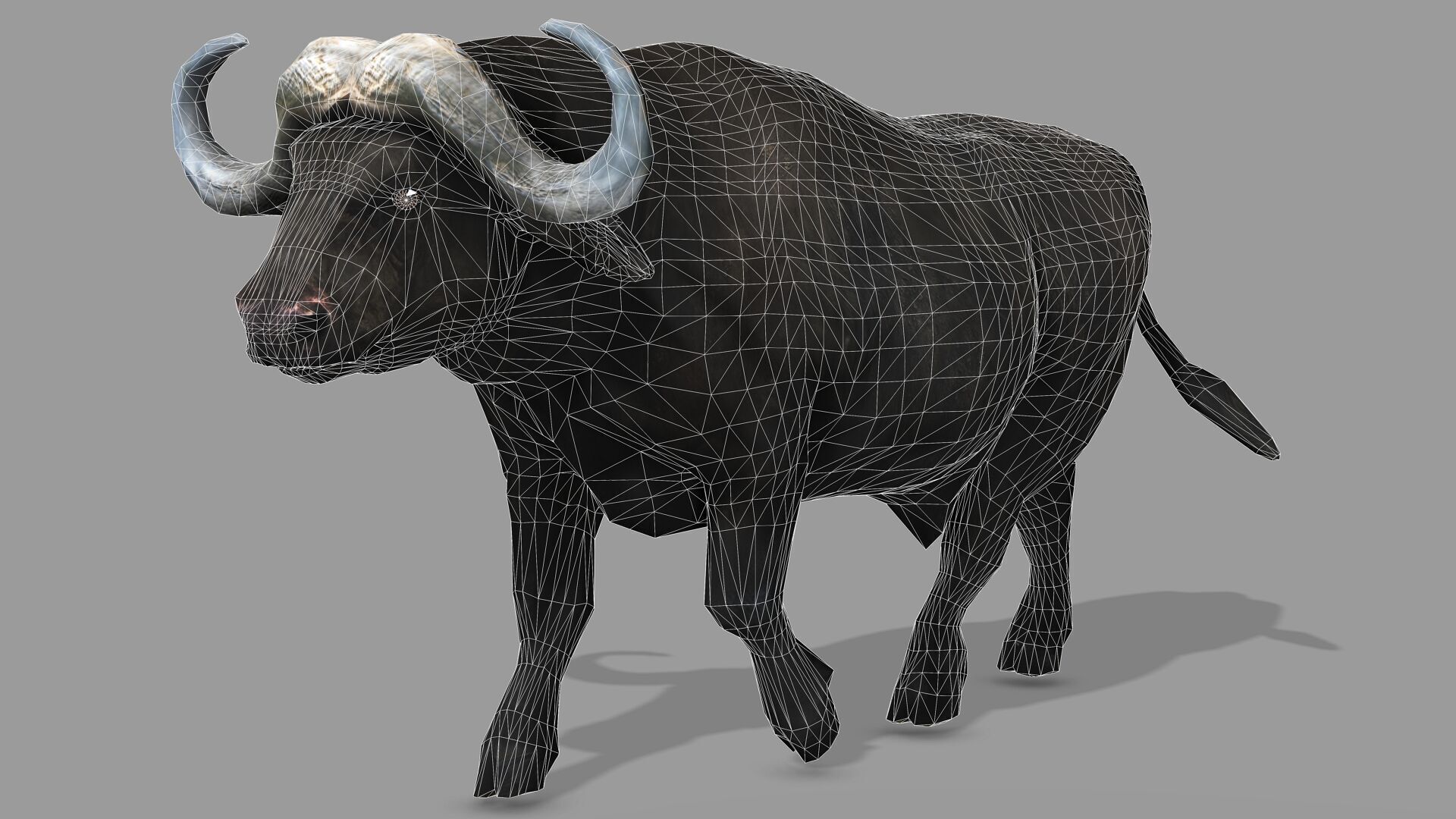 BUFFALLO RIGGED ANIMATED 12 Low-poly 3D model_11