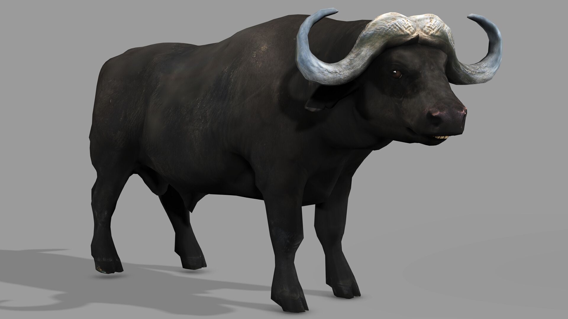 BUFFALLO RIGGED ANIMATED 12 Low-poly 3D model_2