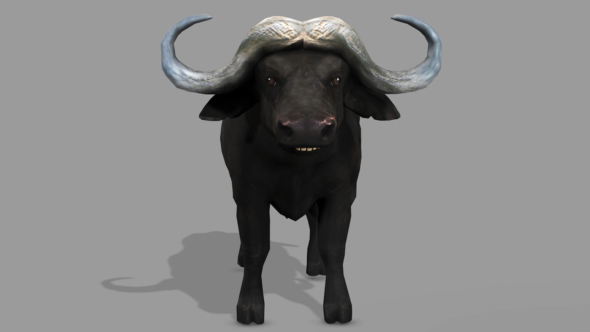 BUFFALLO RIGGED ANIMATED 12 Low-poly 3D model_3