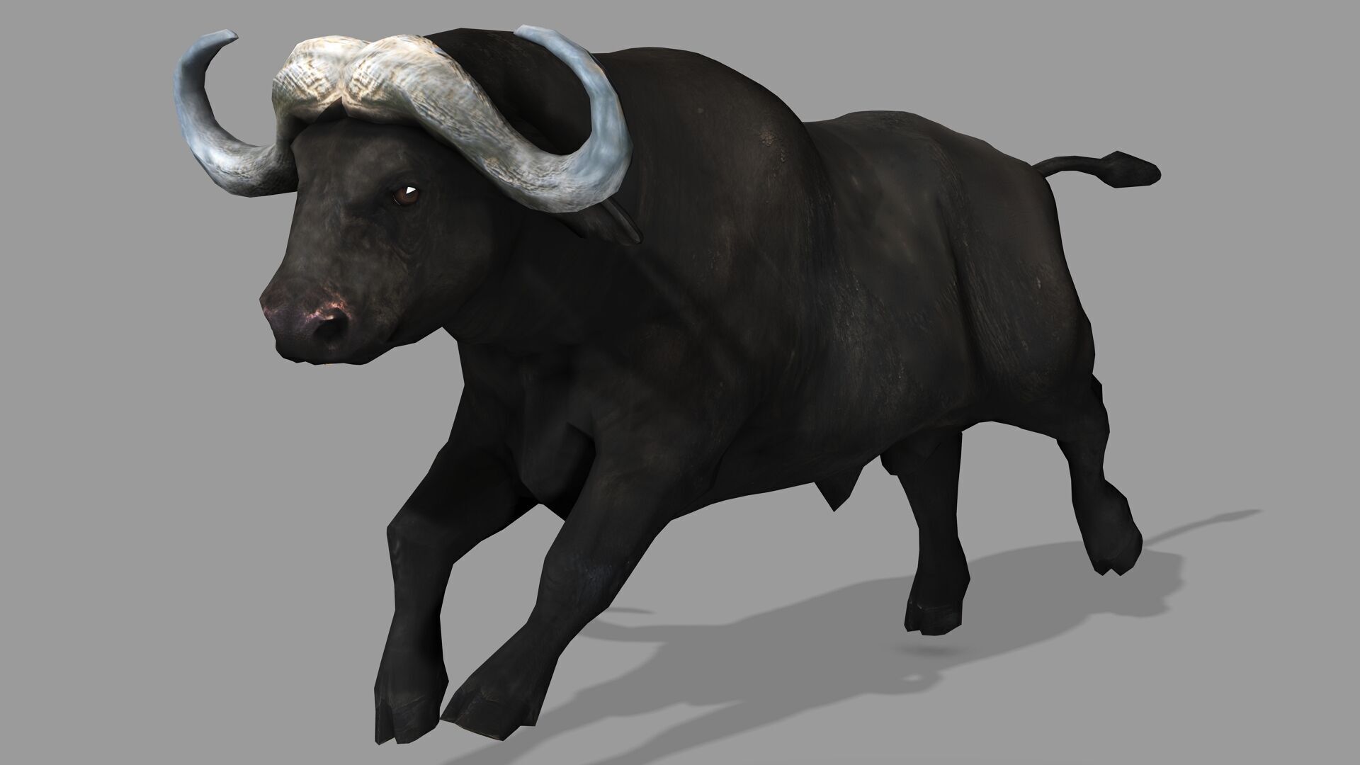 BUFFALLO RIGGED ANIMATED 12 Low-poly 3D model_1