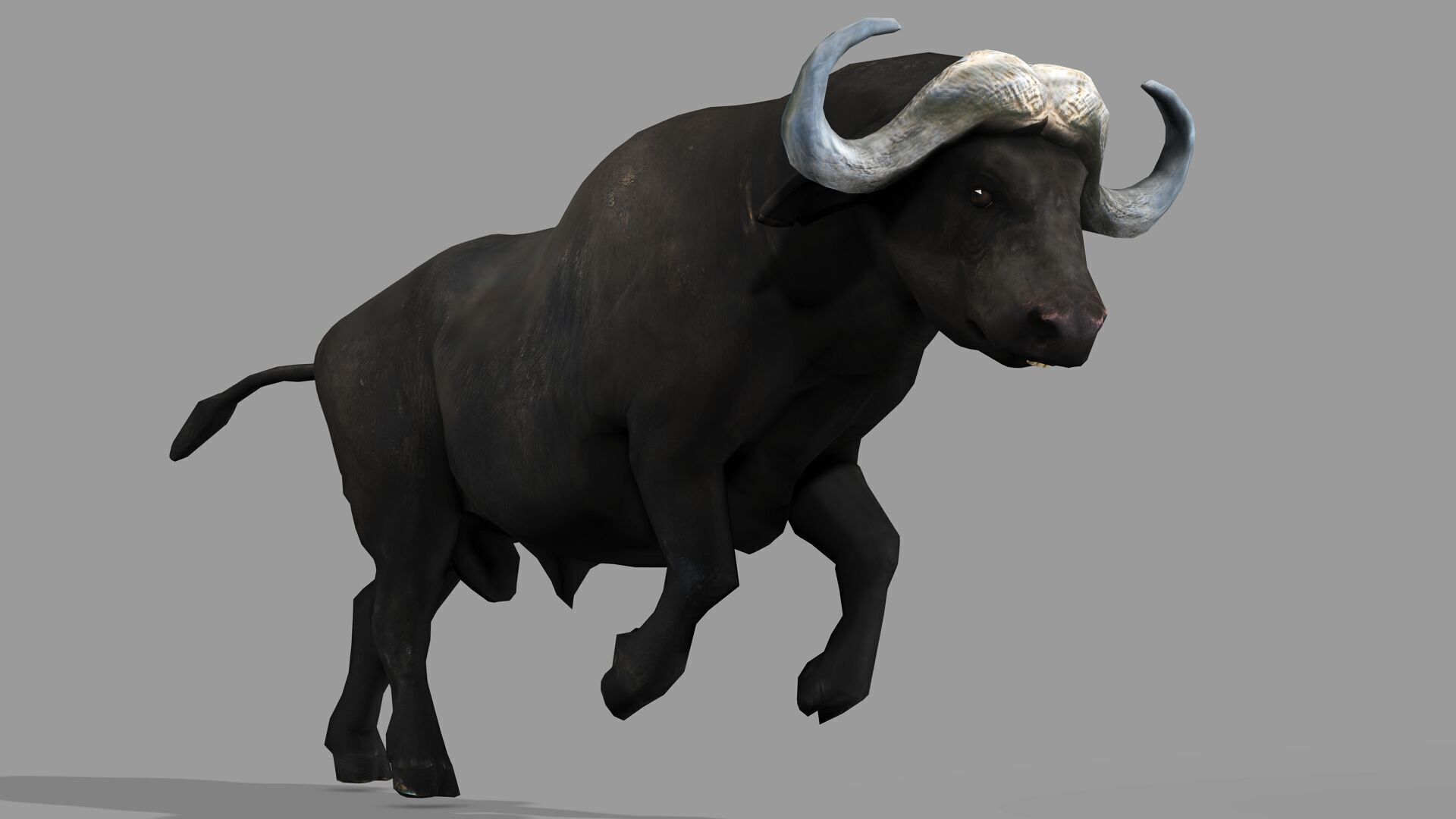 BUFFALLO RIGGED ANIMATED 12 Low-poly 3D model_5