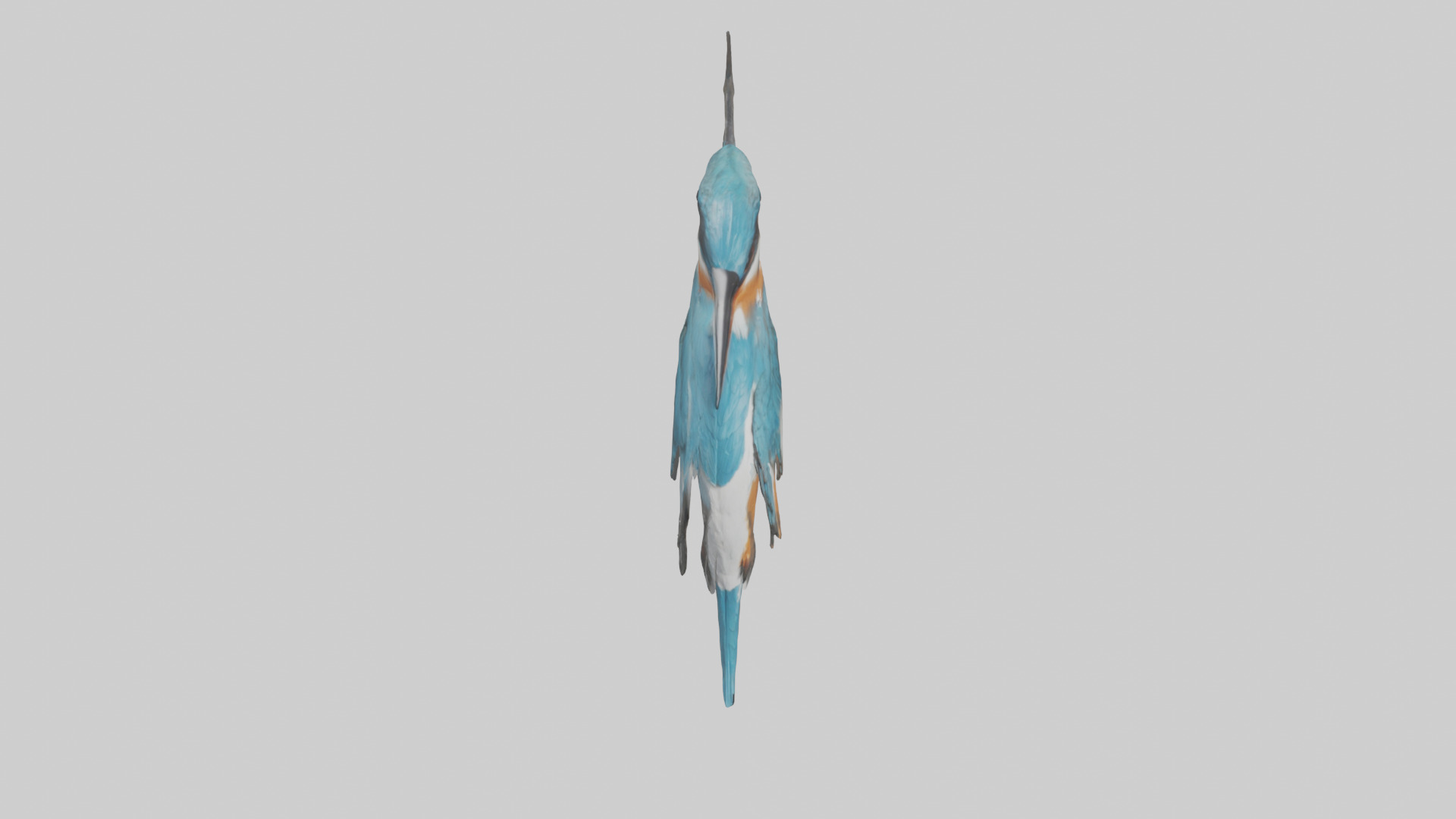 European Kingfisher perched model 3D model_16