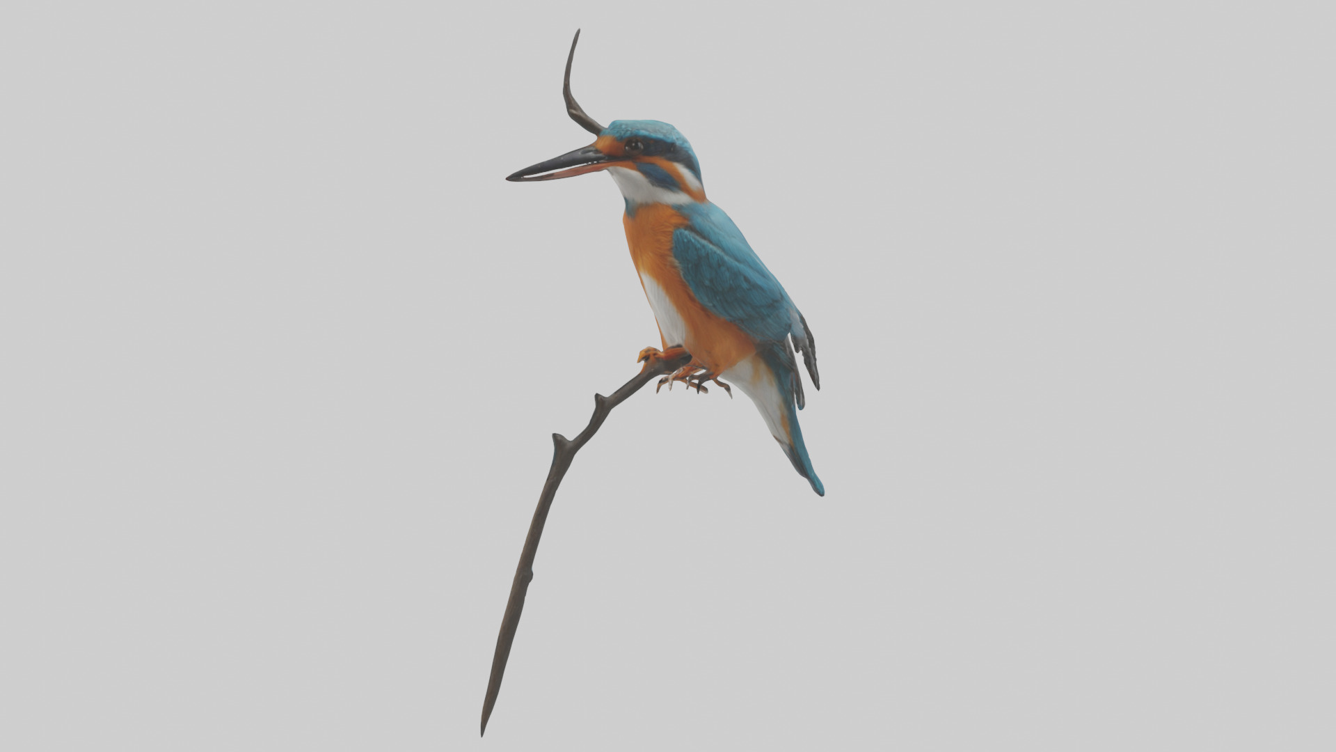 European Kingfisher perched model 3D model_1