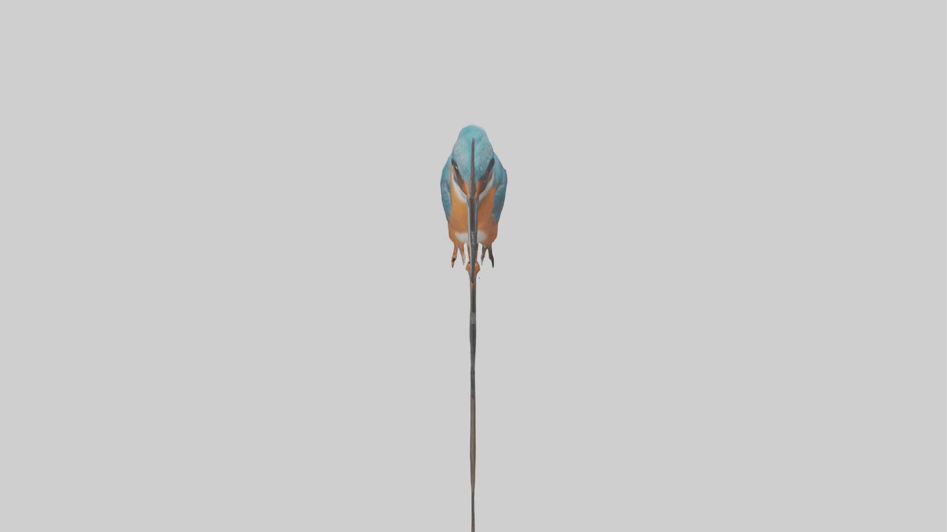 European Kingfisher perched model 3D model_15