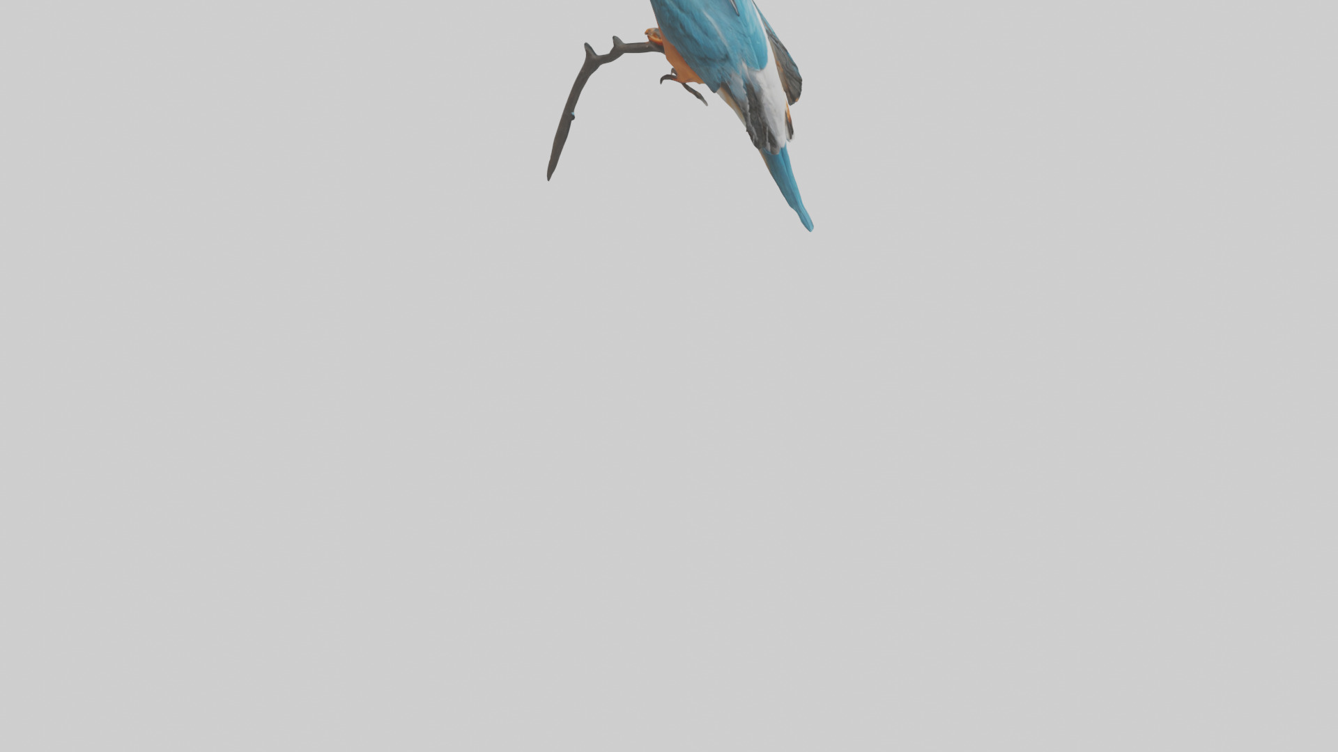 European Kingfisher perched model 3D model_6
