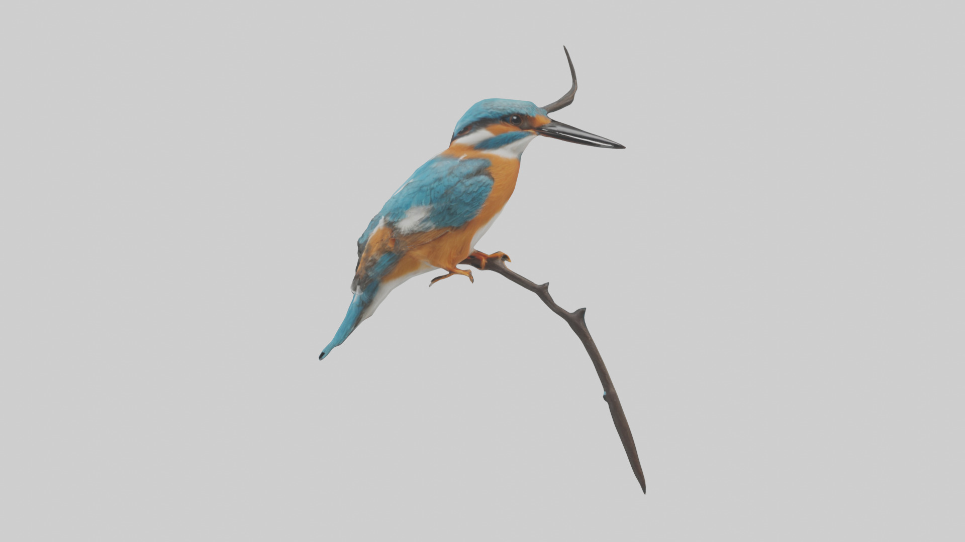 European Kingfisher perched model 3D model_12