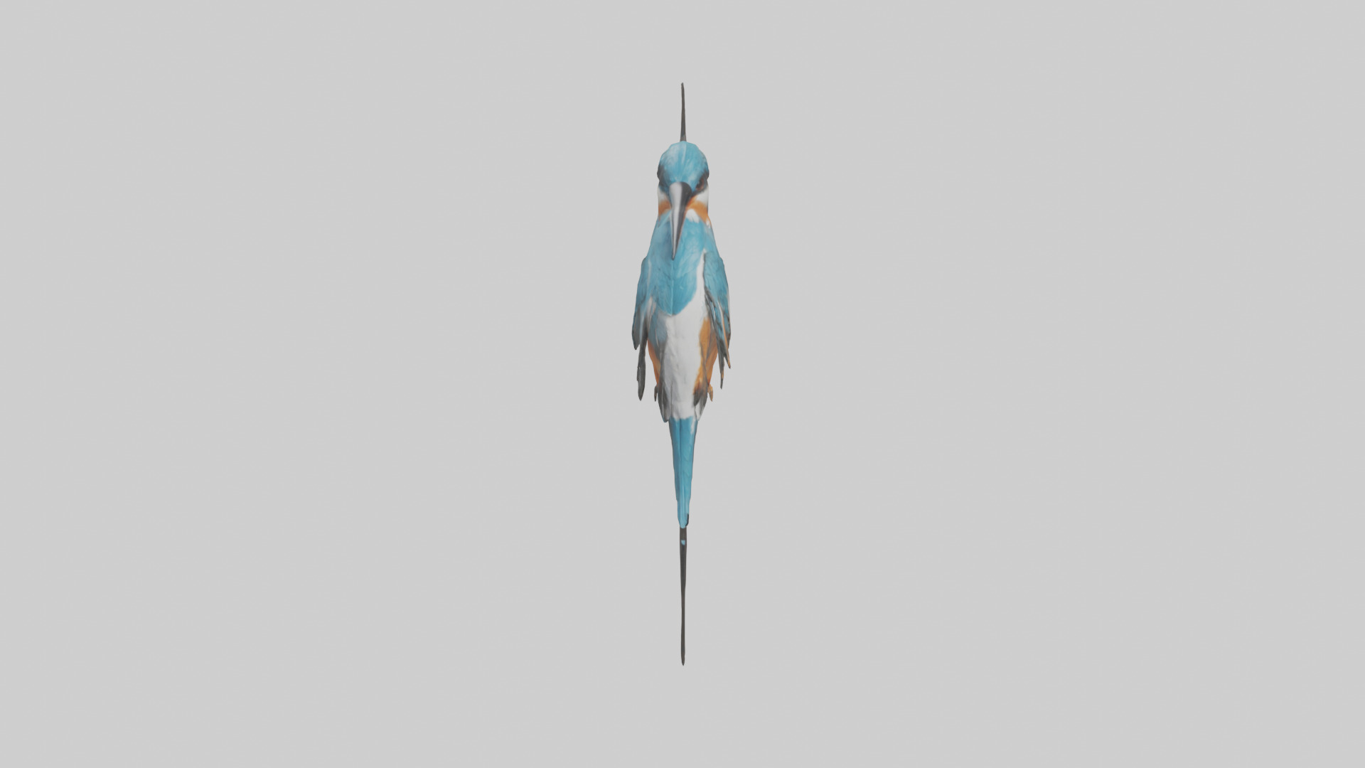 European Kingfisher perched model 3D model_9