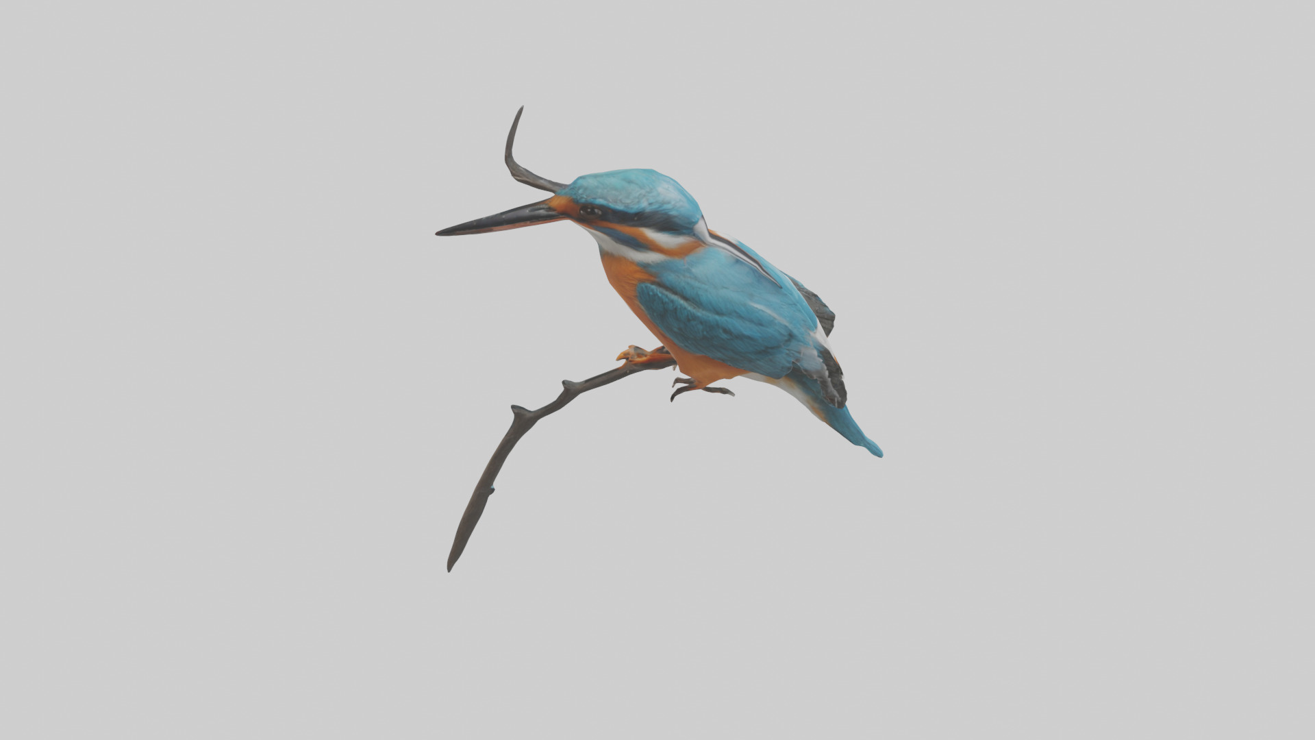European Kingfisher perched model 3D model_18