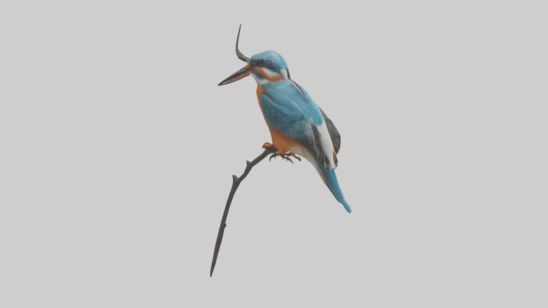 European Kingfisher perched model 3D model_11