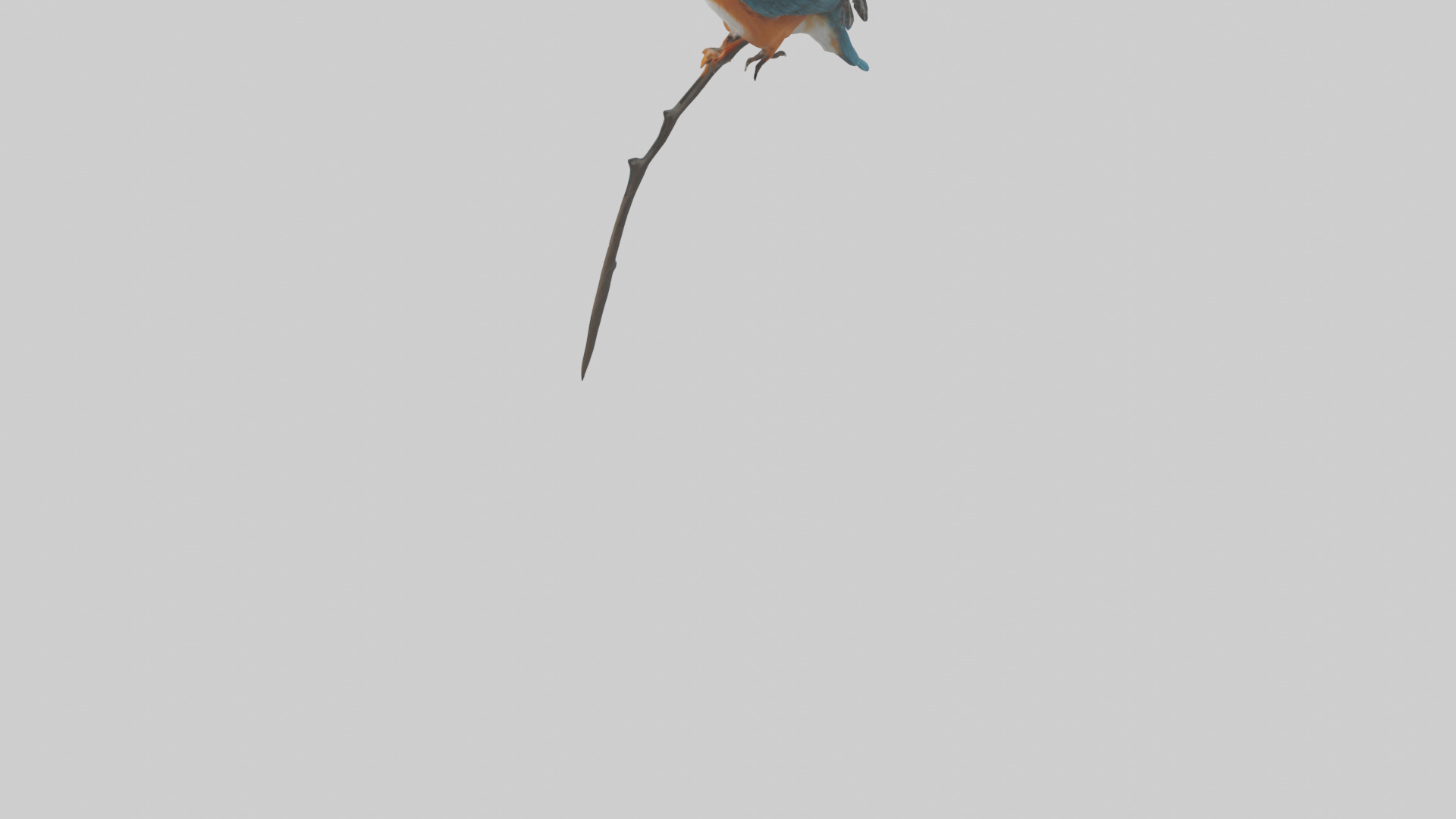 European Kingfisher perched model 3D model_4