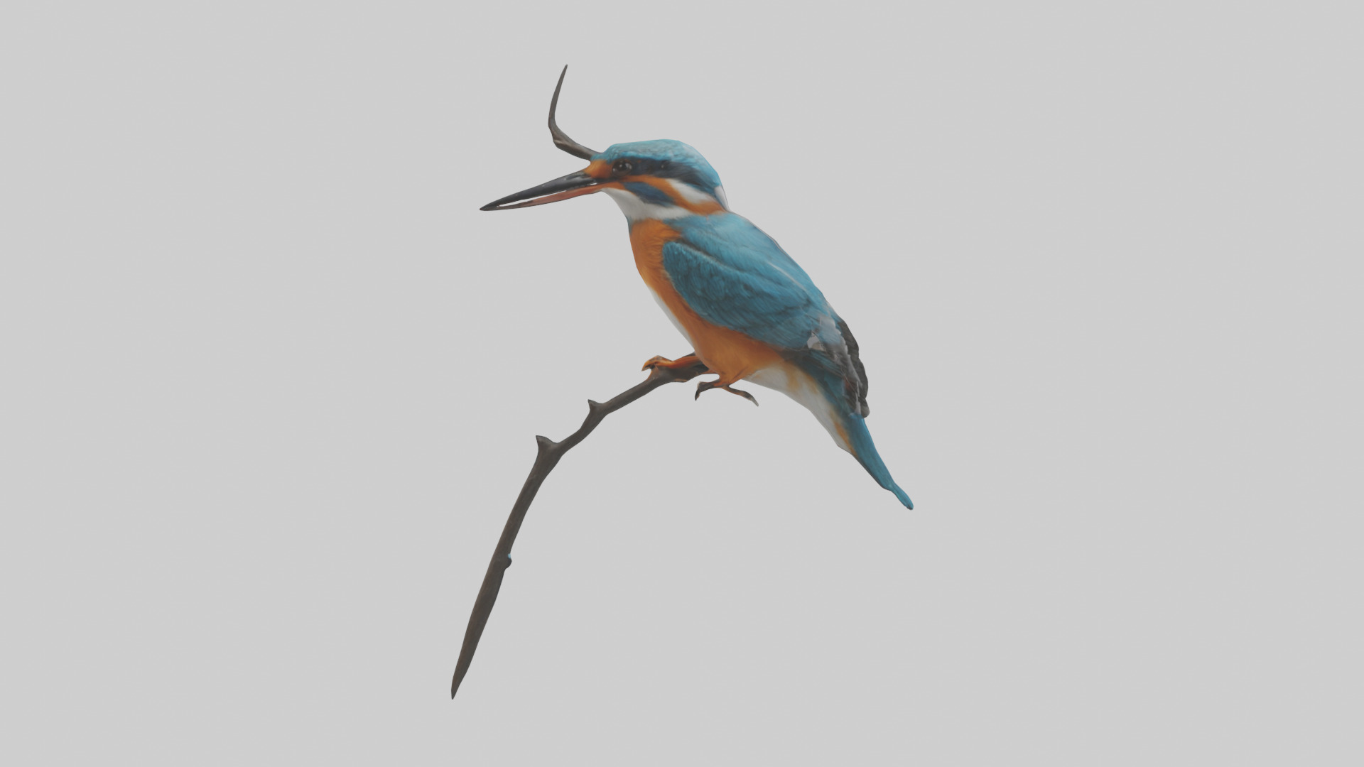 European Kingfisher perched model 3D model_13