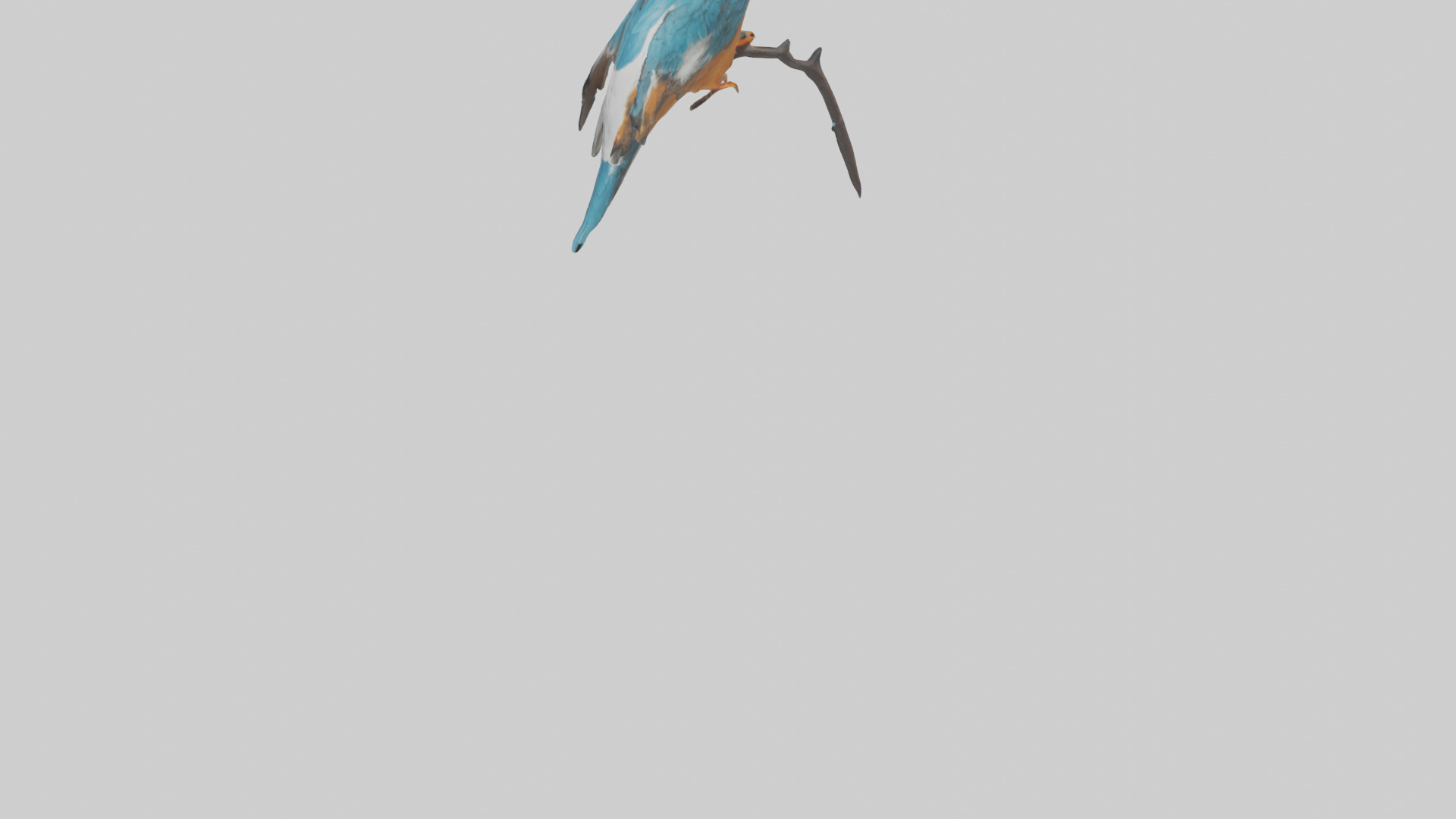 European Kingfisher perched model 3D model_5