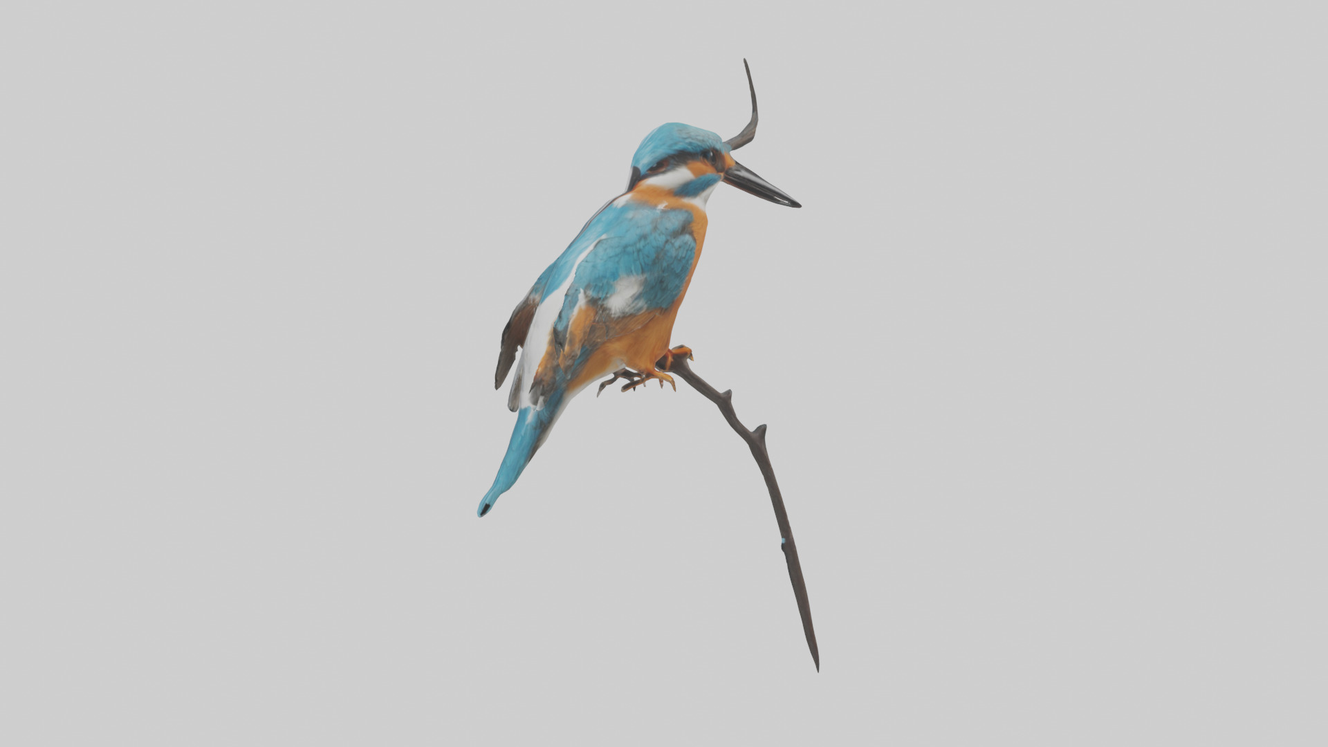 European Kingfisher perched model 3D model_10