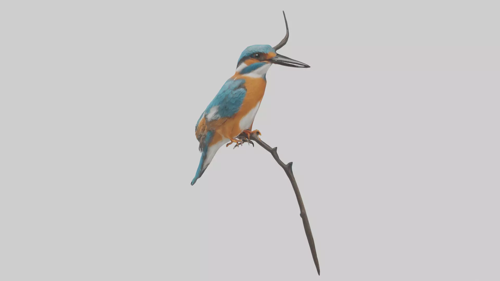 European Kingfisher perched model 3D model_0
