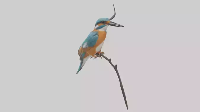 European Kingfisher perched model