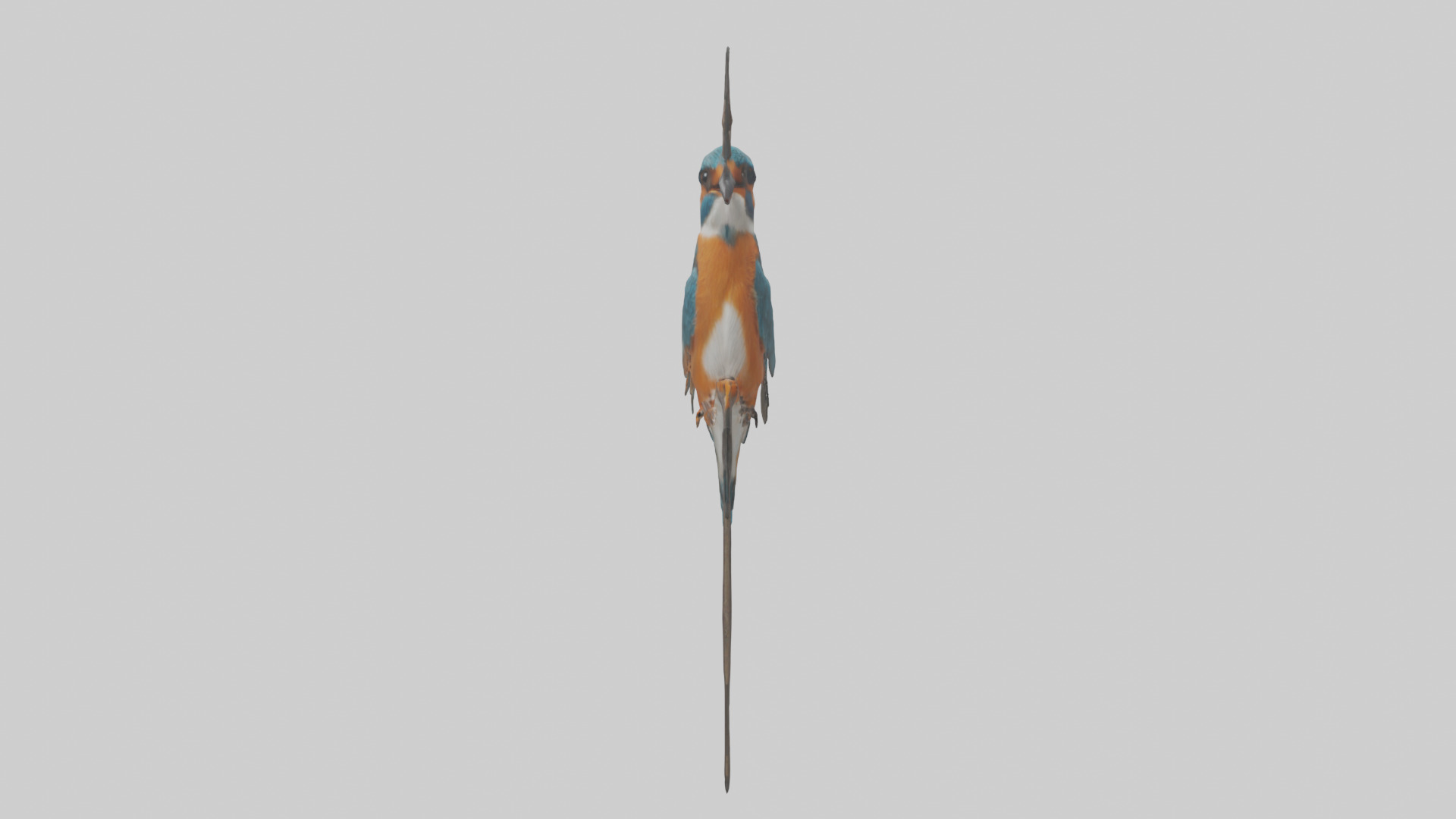 European Kingfisher perched model 3D model_2