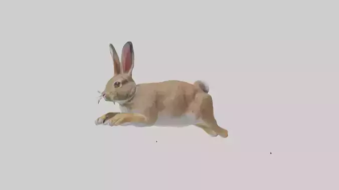 European Rabbit hopping model