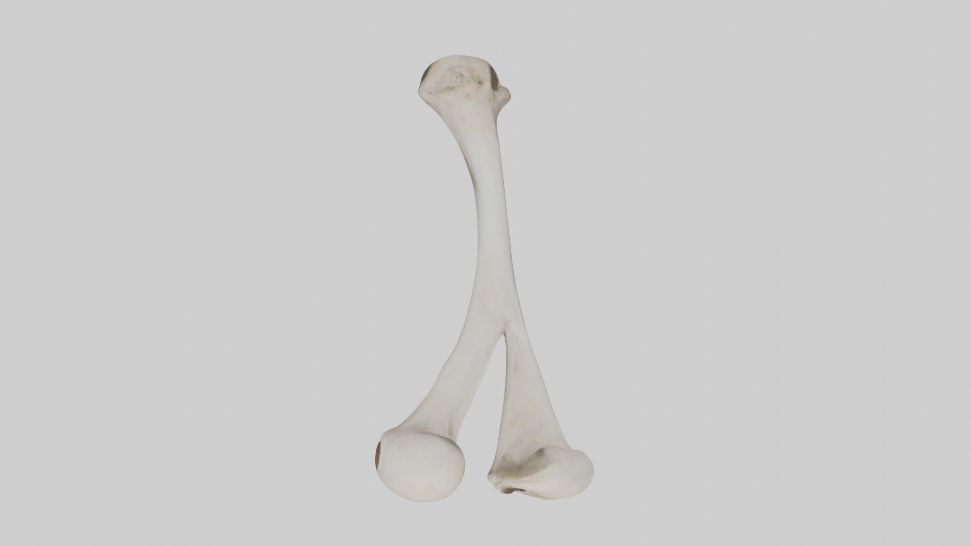 Falcon Humerus 3D model_14