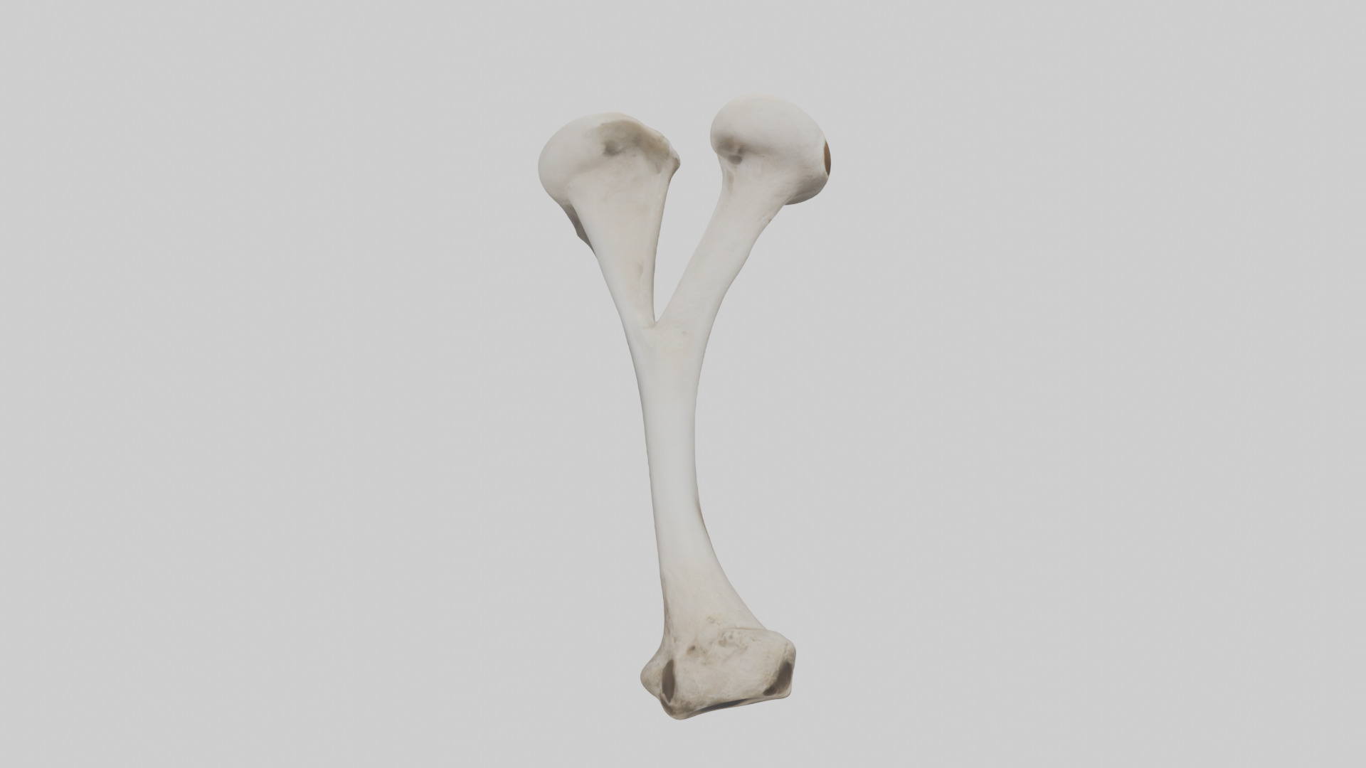 Falcon Humerus 3D model_15