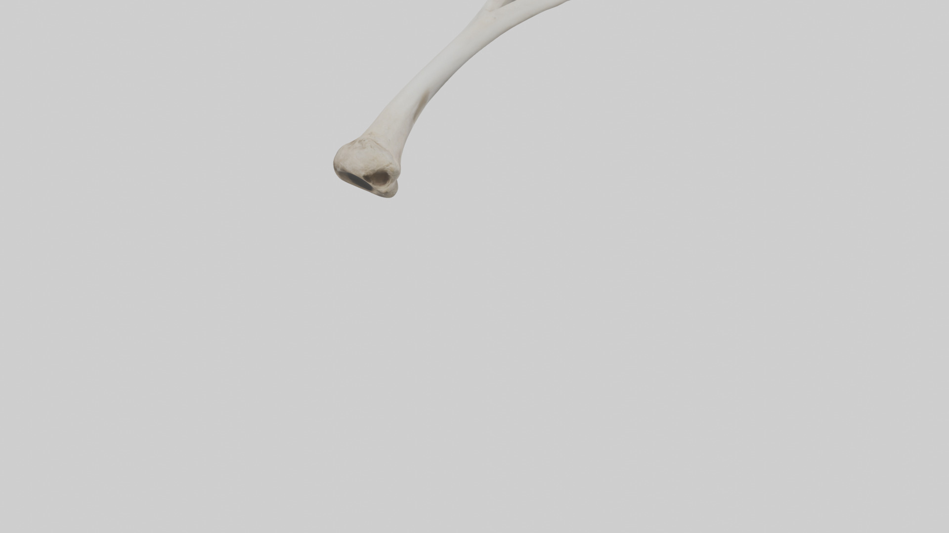 Falcon Humerus 3D model_4