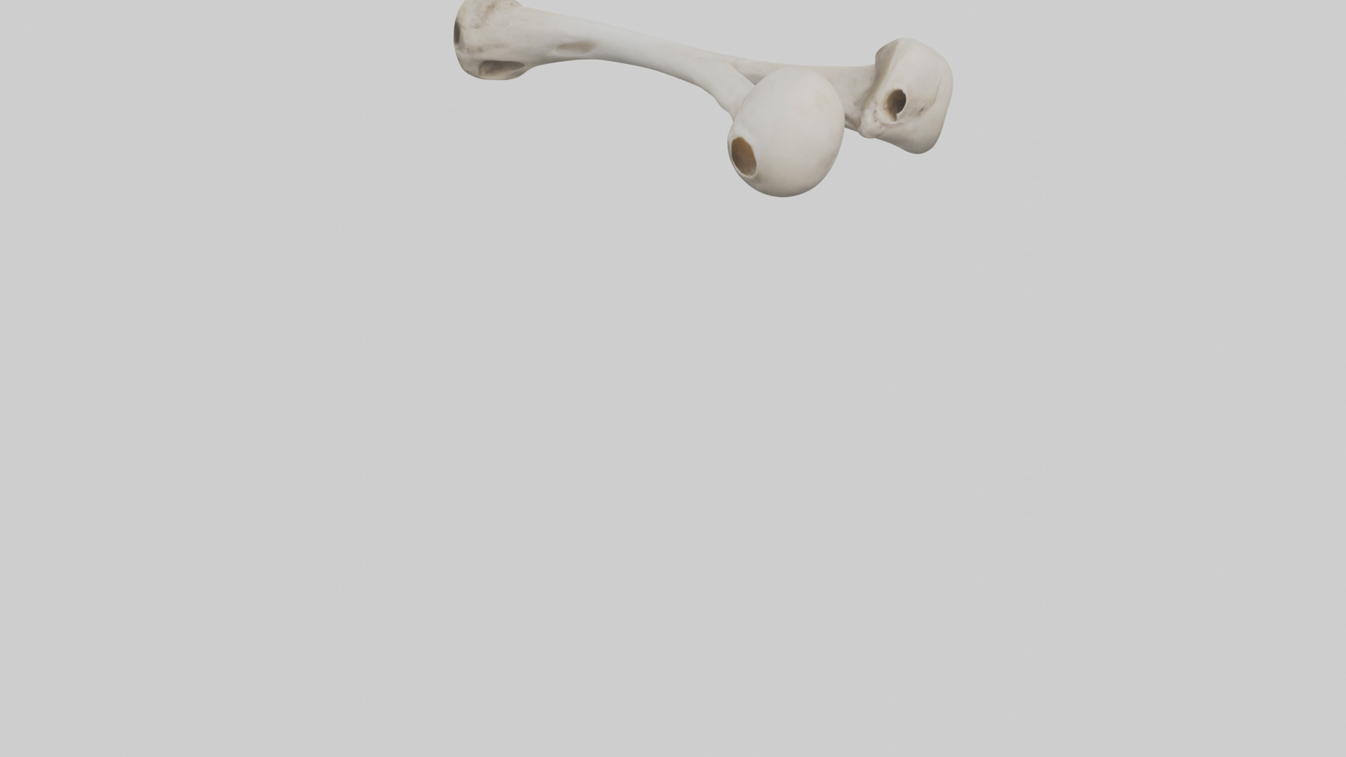 Falcon Humerus 3D model_6