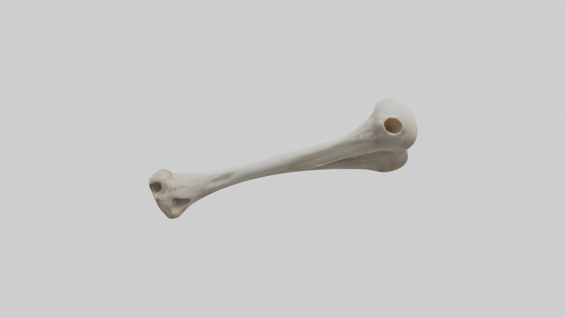 Falcon Humerus 3D model_13