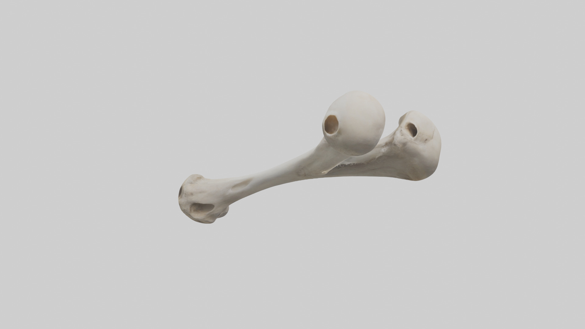 Falcon Humerus 3D model_11