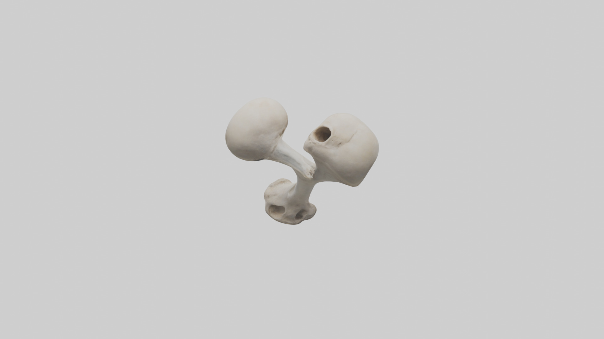 Falcon Humerus 3D model_9