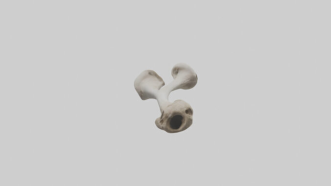 Falcon Humerus 3D model