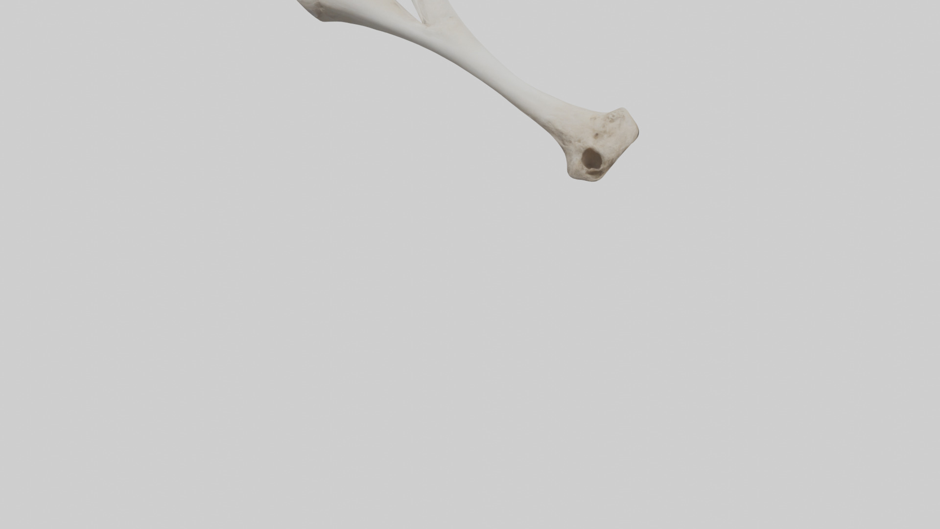 Falcon Humerus 3D model_3