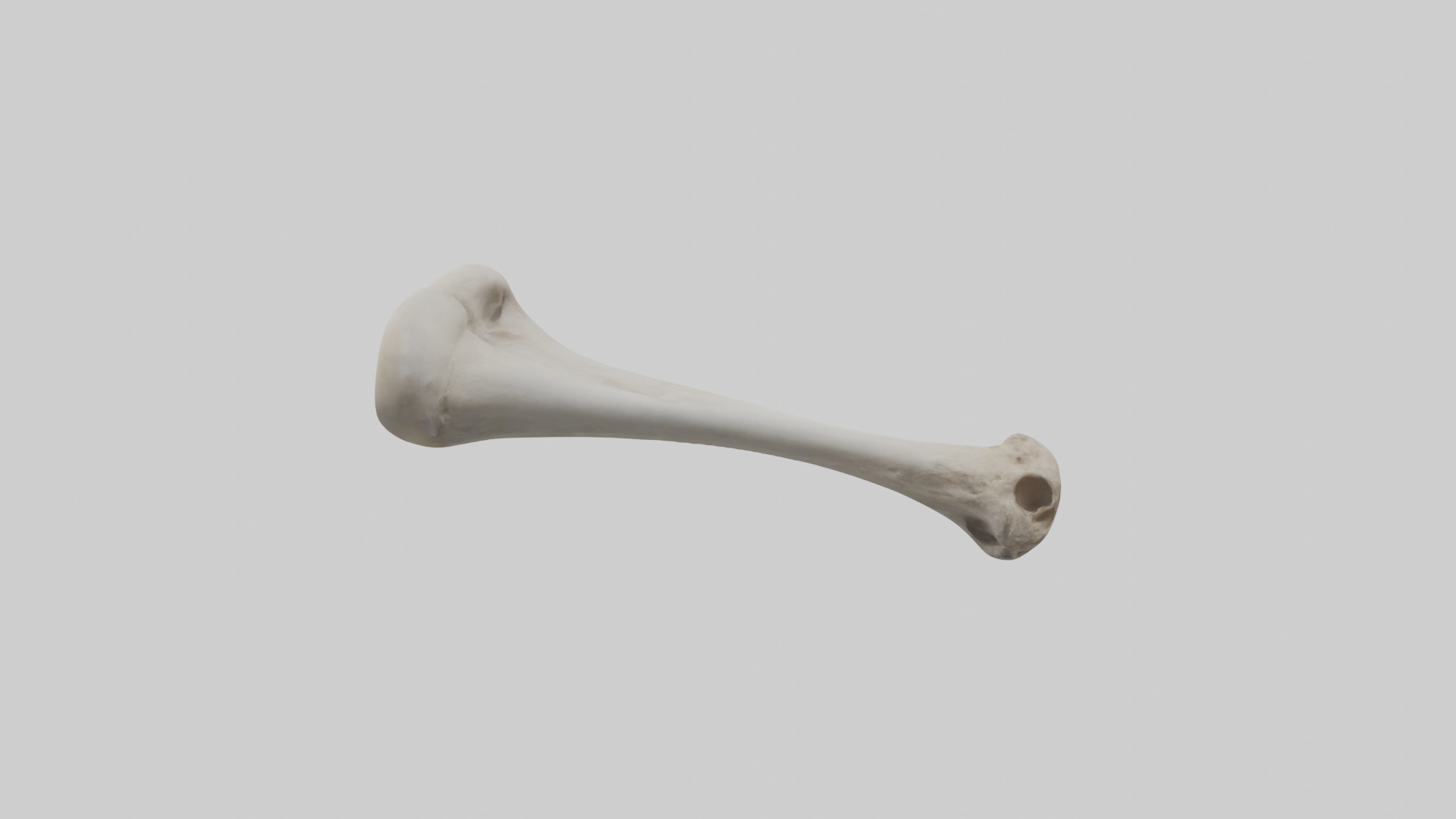 Falcon Humerus 3D model_12