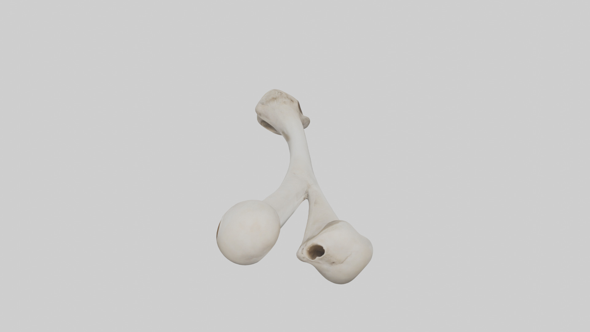 Falcon Humerus 3D model_16