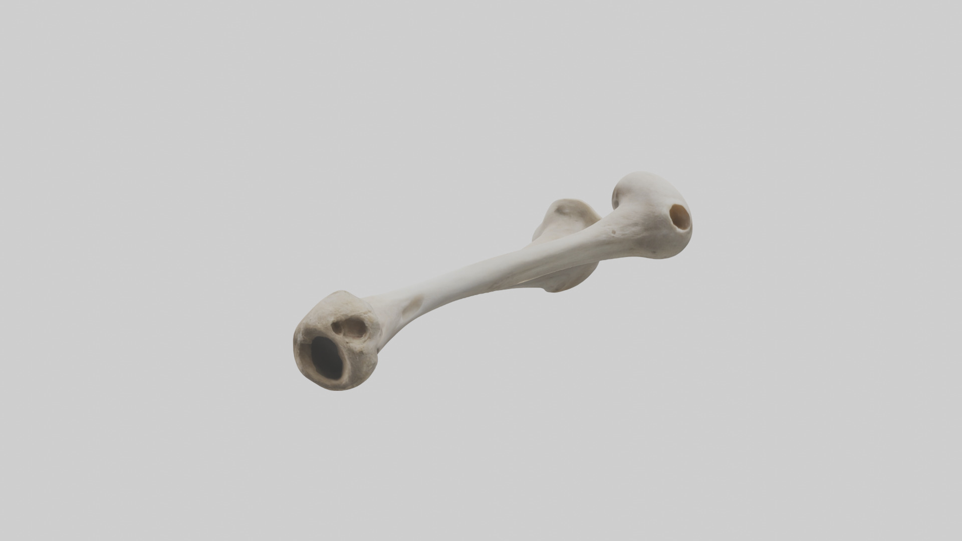 Falcon Humerus 3D model_2