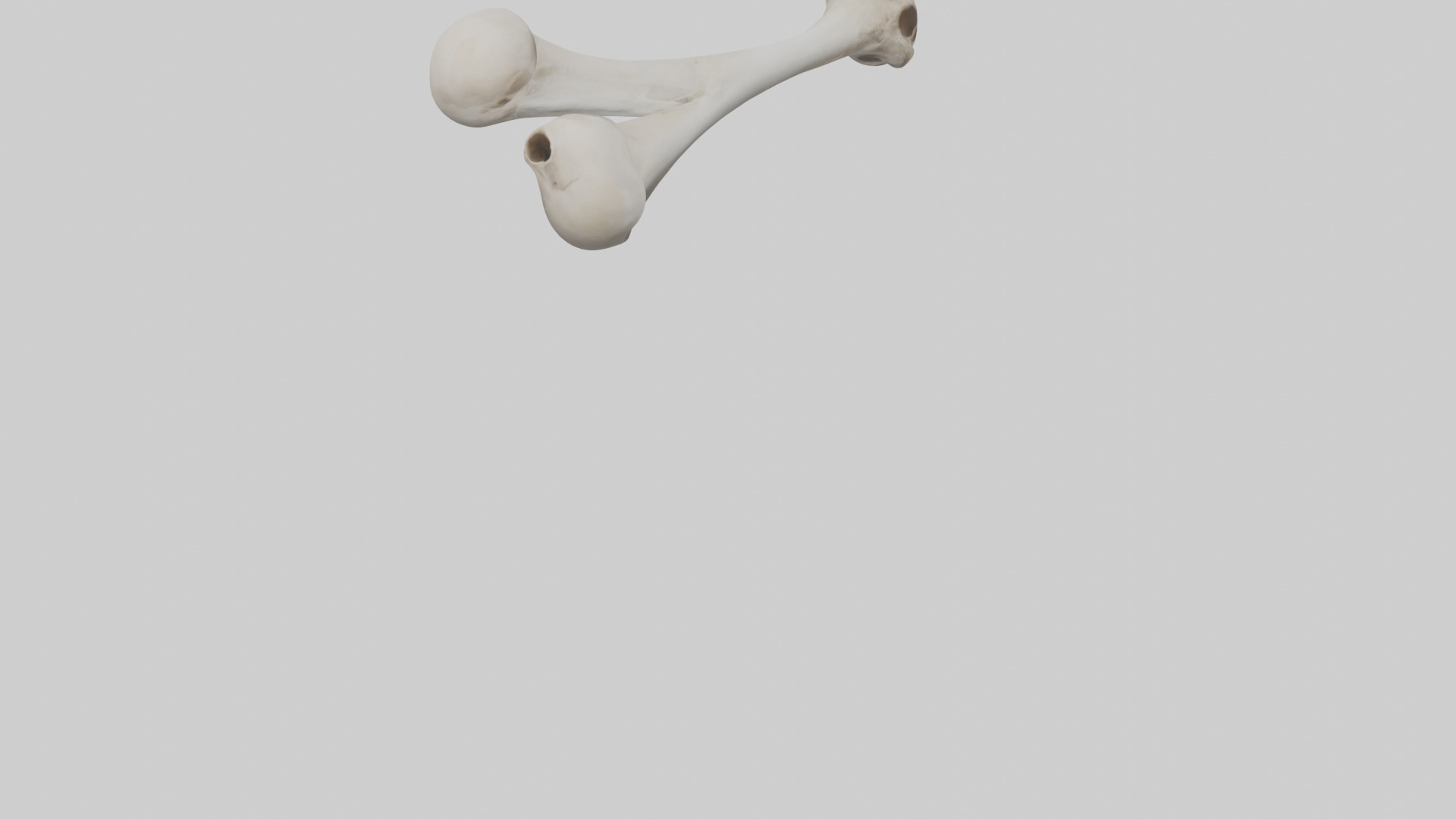 Falcon Humerus 3D model_5