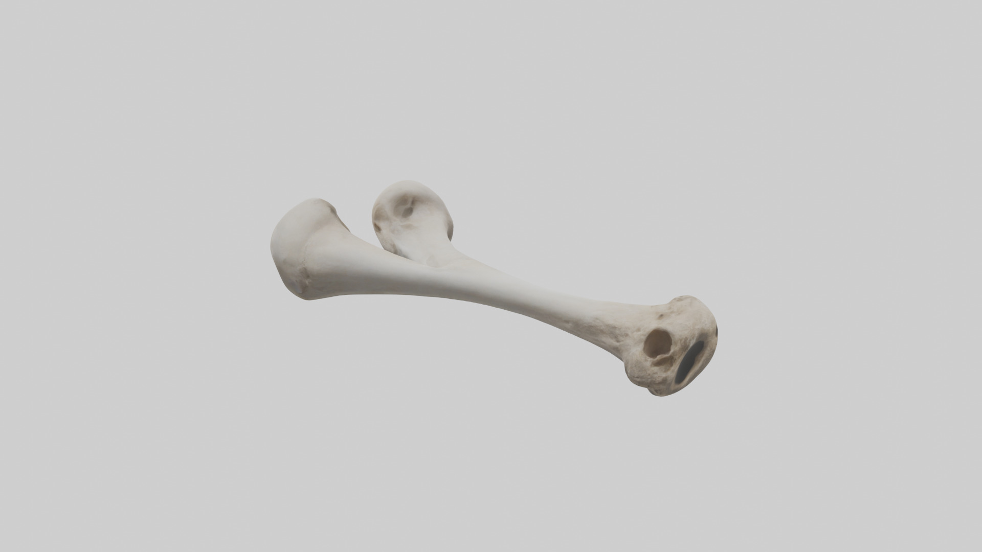 Falcon Humerus 3D model_1