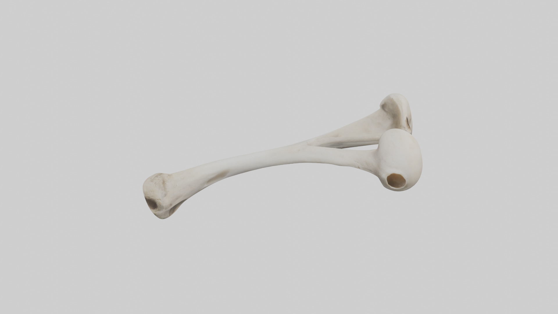 Falcon Humerus 3D model_18