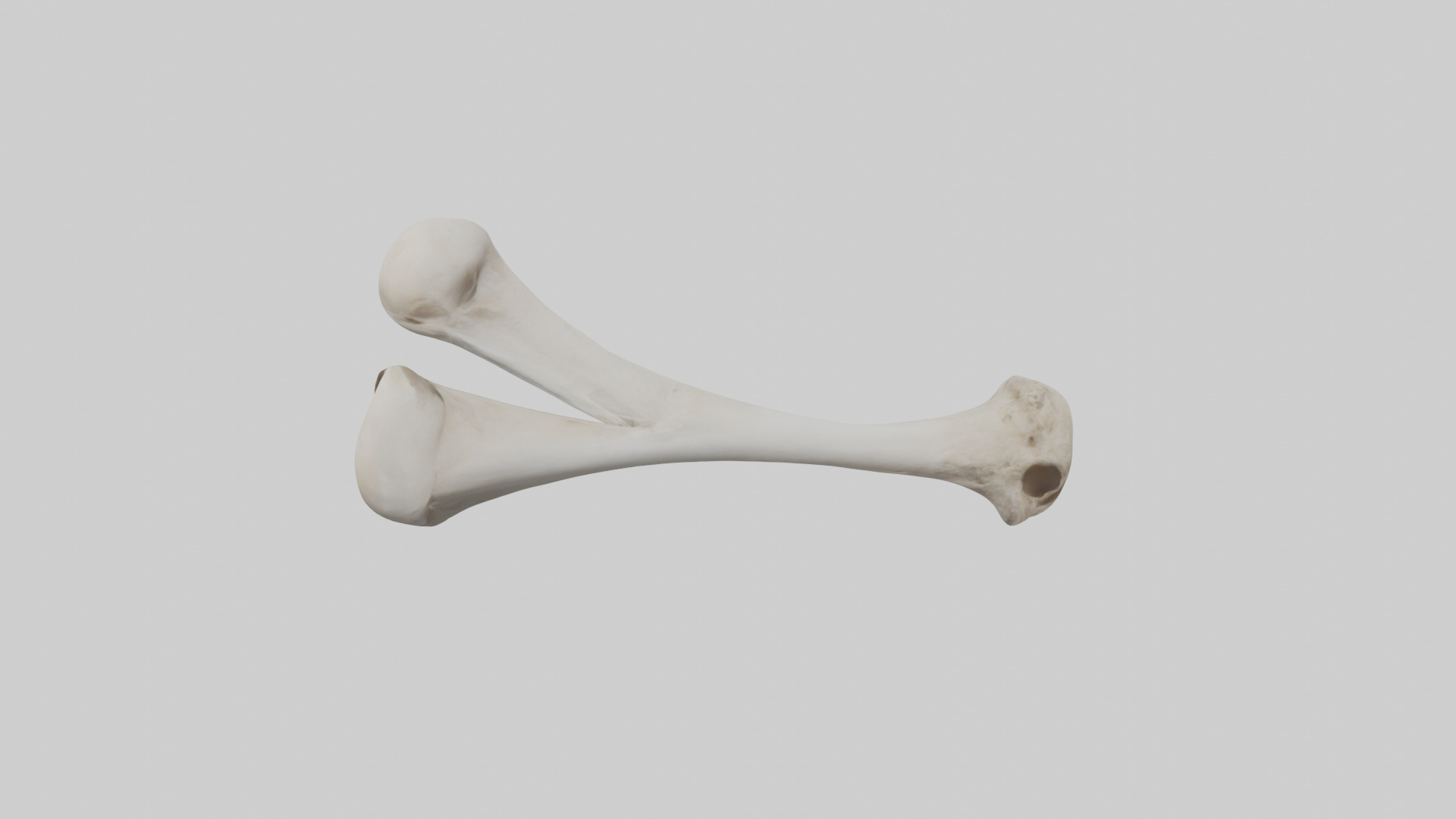 Falcon Humerus 3D model_17
