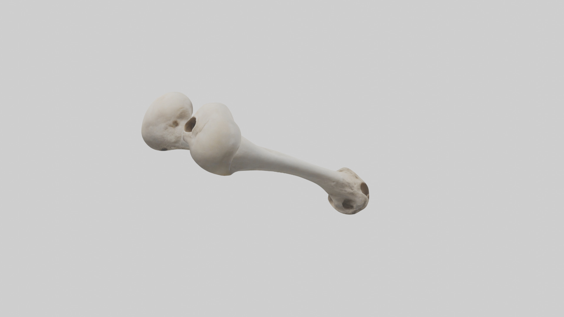 Falcon Humerus 3D model_10